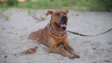 Mettis Stamfordshire Teriyeri ve Sharpei 'nin Sandy Park' ta yürürken portresi.