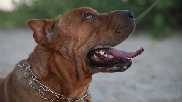 Portré Metis Staffordshire Terrier Sharpei Miután Séta Szabadban Homokos Parkban — Stock videók