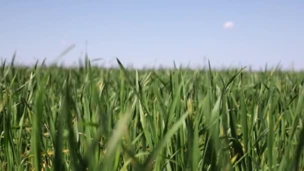 Закрыть Покачивание Зеленой Травы Пшеничного Поля Осенью Летом Солнечный День — стоковое видео