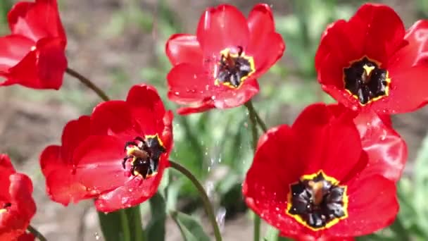 Röda Blommande Tulpaner Solig Dag Vattning Vårens Tema Koncept För — Stockvideo