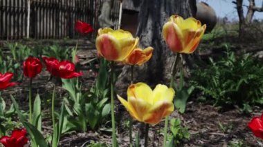 Güneşli bir günde yazlıkta ya da parkta sarı laleleri kapatın. Bahar tazeliği doğa güzelliği kavramı