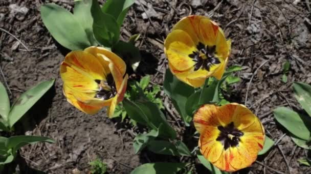Zamknąć Żółte Tulipany Słoneczny Dzień Domku Letniskowym Lub Parku Wiosenna — Wideo stockowe