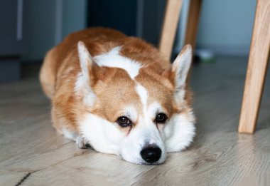 Yerde yatıp kameraya bakan üzgün sarı ve beyaz bir Corgi portresi.
