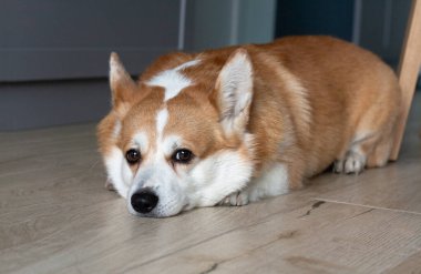 Yerde yatıp kameraya bakan üzgün sarı ve beyaz bir Corgi portresi.