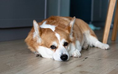 Yerde yatıp kameraya bakan üzgün sarı ve beyaz bir Corgi portresi.