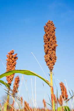 Sorghum veya Millet saha ajanı mavi gökyüzü arkaplanı