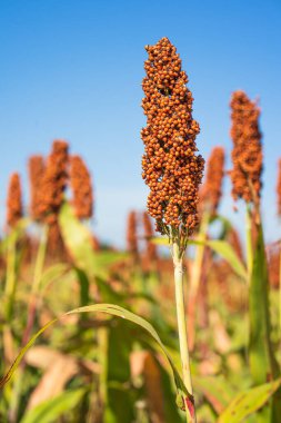 Sorghum veya Millet saha ajanı mavi gökyüzü arkaplanı