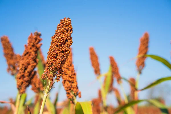 Sorghum Millet Field Agent Blue Sky Background — Stock Photo, Image