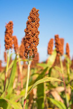 Sorghum veya Millet saha ajanı mavi gökyüzü arkaplanı