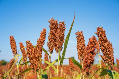Sorghum veya Millet saha ajanı mavi gökyüzü arkaplanı