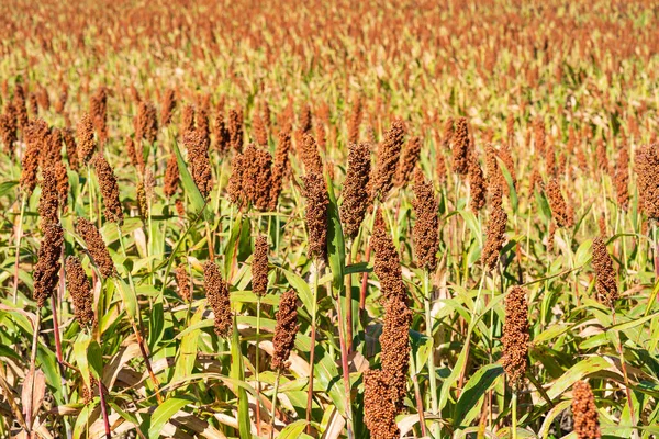 Hirse Oder Sorghum Eine Wichtige Getreidepflanze Auf Dem Feld Zur — Stockfoto