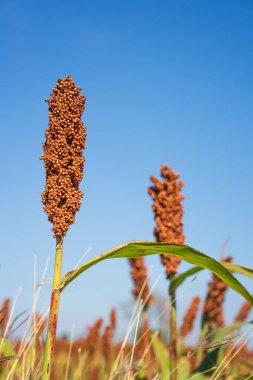 Sorghum veya Millet saha ajanı mavi gökyüzü arkaplanı