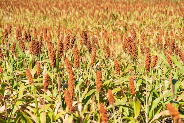 Millet Sorghum Important Cereal Crop Field Making Porridge Baking Bread — Stock Photo, Image