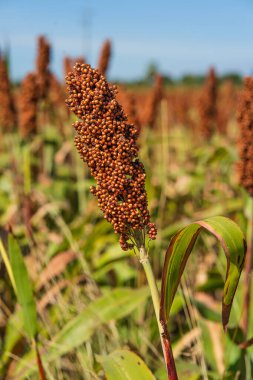 Sorghum veya Millet saha ajanı mavi gökyüzü arkaplanı