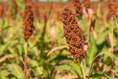 Millet ya da Sorghum yulaf lapası yapmak, ekmek pişirmek ya da bira demlemek için önemli bir tahıl mahsulüdür.
