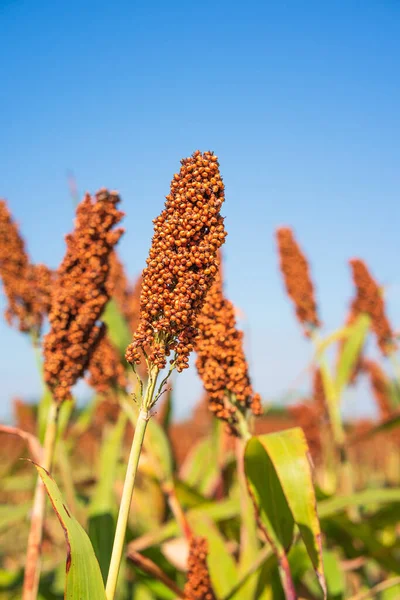 Sorghum or Millet field agent blue sky background
