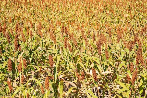 Hirse Oder Sorghum Eine Wichtige Getreidepflanze Auf Dem Feld Zur — Stockfoto