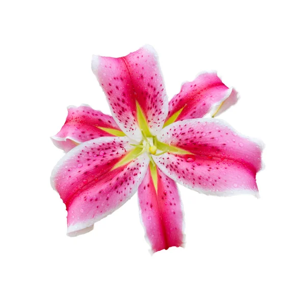 Close Pink Lily Flower Isolated White Background — Stock Photo, Image