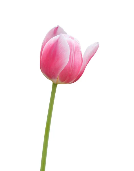 Close Pink Tulip Flower Isolated White Background — Stock Photo, Image