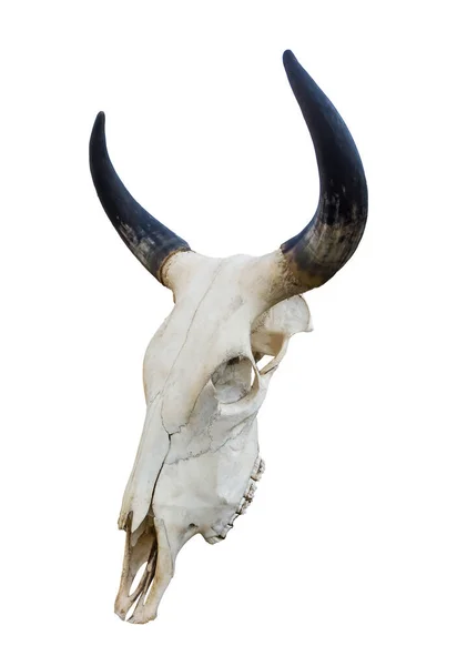 Vaca Cráneo Aislada Sobre Fondo Blanco — Foto de Stock
