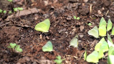 Sarı kelebek sürüsü yerde besleniyor.