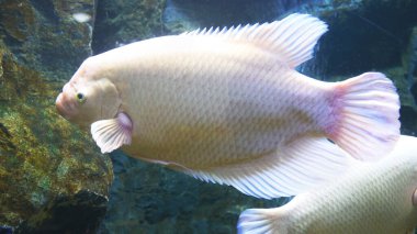 Akvaryum tankında yüzen beyaz dev gourami balığı Osphronemus goramy