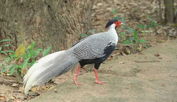 stock image Male silver pheasant in topical forest of Thailand