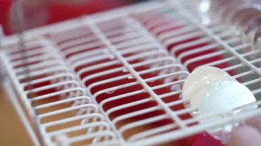 Bu video, tel askıdaki beyaz seramik tabakları temizleyen ve kurutan birinin yakın çekim görüntülerini gösteriyor. Tabaklar ıslak ve üzerinde su damlaları var..