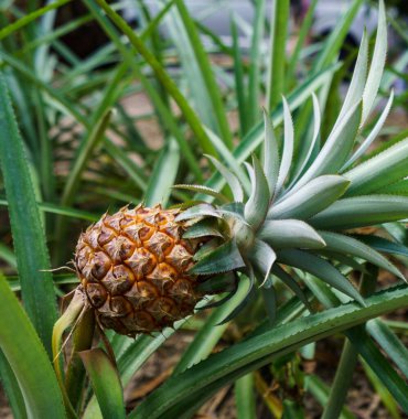 Olgun ananas tropikal Bahçe görüntüsü. Tayland