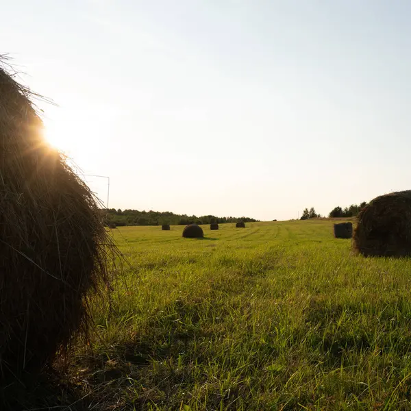 Güzel Rus batımında atış manzara eğe