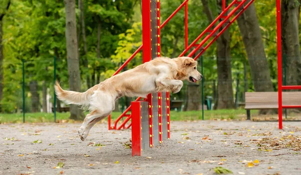 Golden Retriever Köpeği Sonbahar Parkında Egzersiz Yapıyor Safkan Köpek Yavrusu — Stok fotoğraf