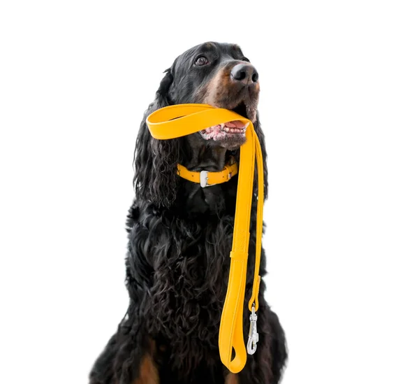 Dog Holding Yellow Leash Its Mouth Cute Doggy Pet Isolated — Stock Photo, Image