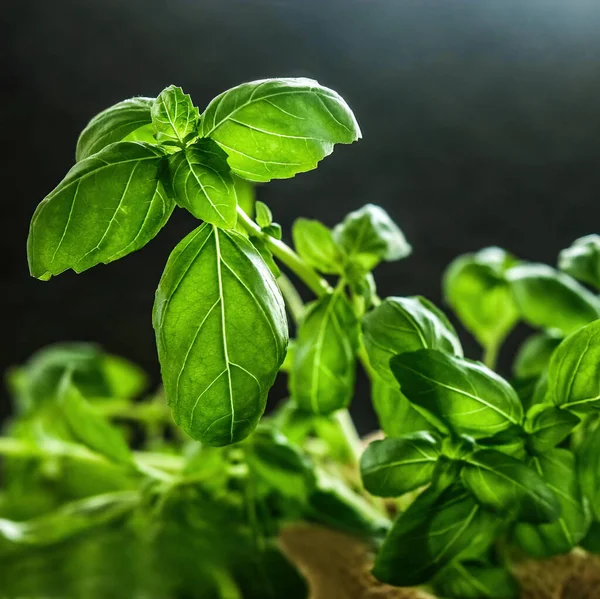 Fresh Green Basil Leaves Dark Background Close View — Stock Photo, Image