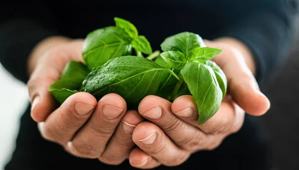 Fresh Green Basil Leaves Girls Hands Close View — Stock Photo, Image