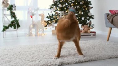 Toller av köpeği Noel zamanı Noel ağacı ve ışıklarıyla süslü bir evde oyuncakla oynuyor. Saf köpek yavrusu Yeni Yıl tatilinde top oynarken eğleniyor.