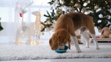 Noel zamanı Noel ağacı ve ışıklarıyla süslenmiş evde av köpeği yer. Safkan köpek yavrusu Yeni Yıl şenlik odasında yemeğin tadını çıkarıyor.