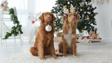 Noel zamanı geyik boynuzu takan ve elinde Noel ağacı topu tutan iki av köpeği. Yeni yıl tatilinde süslemeli safkan köpek yavrusu.
