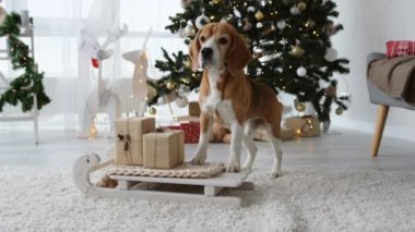 Noel zamanı süslemeli odada Noel hediyeleriyle kızağın üzerinde duran ve kameraya bakan av köpeği. Safkan köpek evcil hayvan Xmas portresi