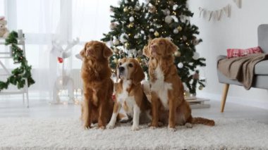 Noel zamanı evde Noel ağacı ve ışıklarıyla birlikte oturan iki gişe hasılatı avcısı ve av köpeği. Süslü odada yılbaşı tatilinde safkan köpekçik.