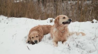 İki Golden Retriever köpeği kışın dışarıda sopalarla karda yatıyor. Safkan köpek yavruları dışarıda, kuzey havası var.