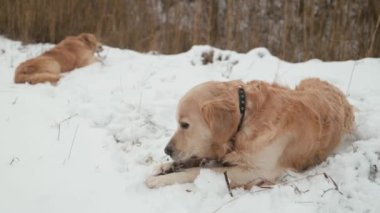 İki Golden Retriever köpeği karda yatıyor ve kışın açık havada çubukları yiyorlar. Safkan labradorlar dışarıda ve kuzey havası var.