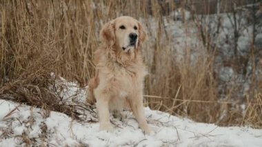 Tüylü Golden Retriever köpeği kışın açık havada oturuyor ve kar yağışına bakıyor. Safkan köpek dışarıda ve soğuk kuzey havası var.