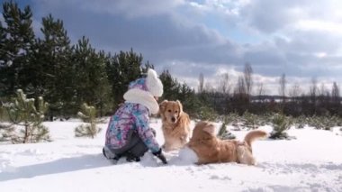Golden Retriever köpeği olan genç bir kız, buz ormanında karla oynuyor. Safkan evcil hayvanı olan çocuk soğuk havada dışarıda eğleniyor.