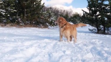 Golden retriever köpeği kış ormanlarında karda koşar. Safkan evcil bir labrador doğada yürüyor.