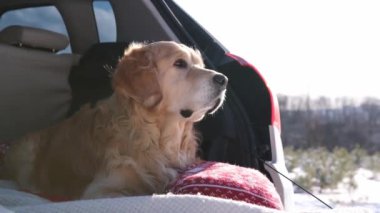 Golden retriever köpeği kar ormanlarında arabanın bagajında oturur. Safkan evcil hayvan labradoru doğadaki araçta..