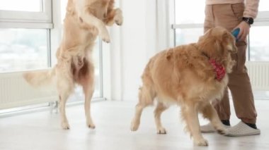 Golden Retriever köpekleriyle oynayan bir kız. Safkan köpekleri olan genç bir kadın aydınlık odada eğleniyor.