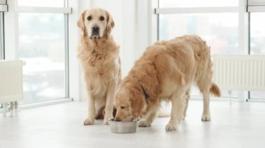 Golden Retriever köpekleri evde metal kaseden yemek yiyorlar. Safkan köpek yavruları için beslenme zamanı.