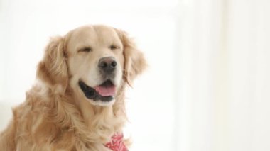 Golden Retriever köpek portresi. Beyaz bulanık arkaplanlı yakın plan. Safkan evcil köpek labrador gün ışığıyla eve bakıyor.