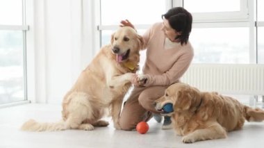 Golden Retriever köpeklerini yerde okşayan ve evde oyuncaklarla oynayan bir kız. Safkan evcil köpekleriyle aydınlık odada genç bir kadın.