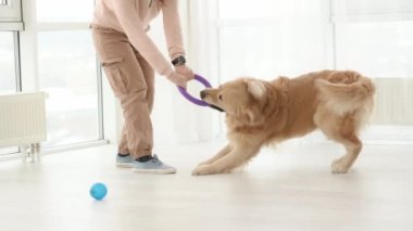 Golden Retriever köpeğiyle oynayan bir kız. Safkan evcil hayvan labrador ruber yüzük çekiyor ve genç kadın onu tutuyor.